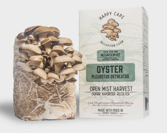 Mushroom Kit - Oyster