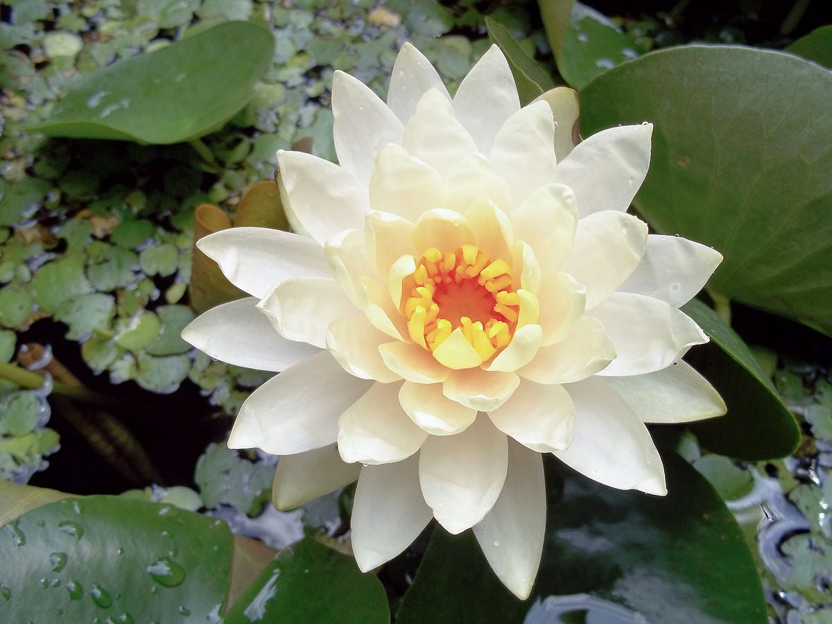 White Lotus- Nelumbo Nucifera